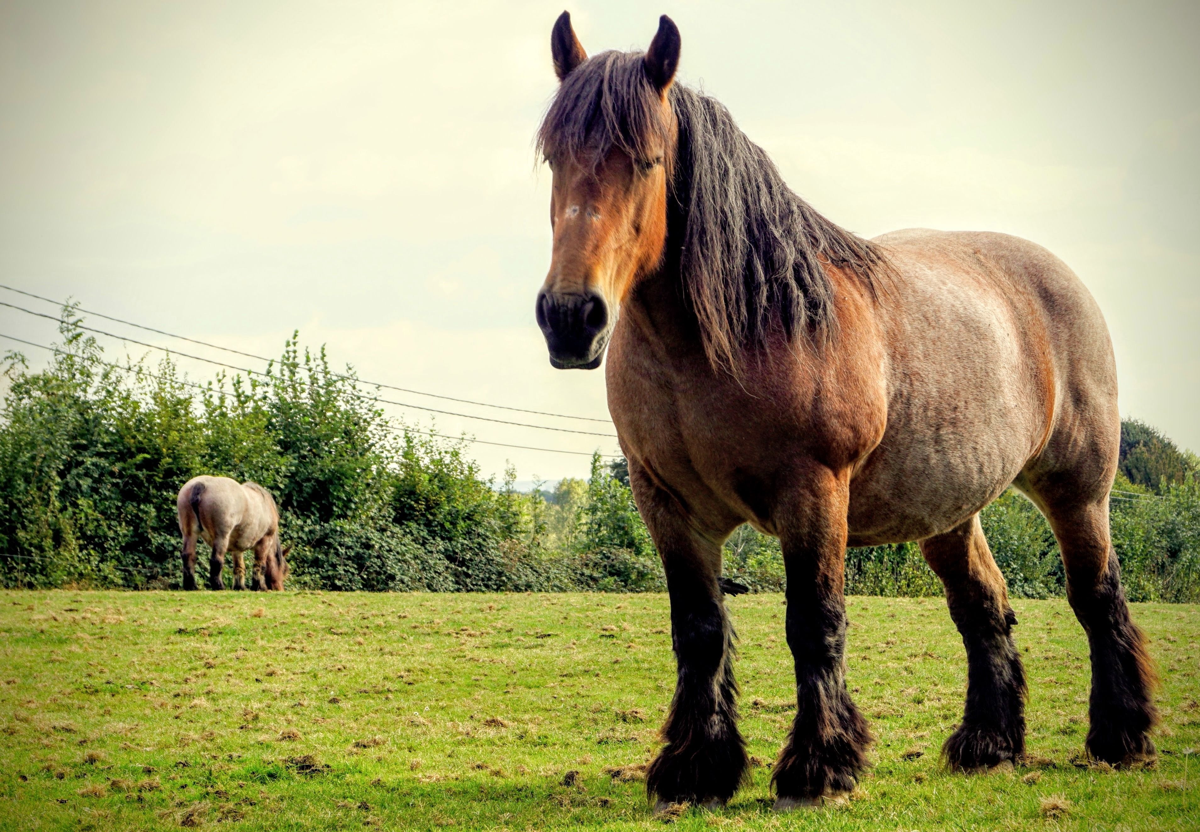 Bruin Boerenpaard in de weide