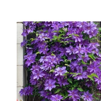 paarse clematis