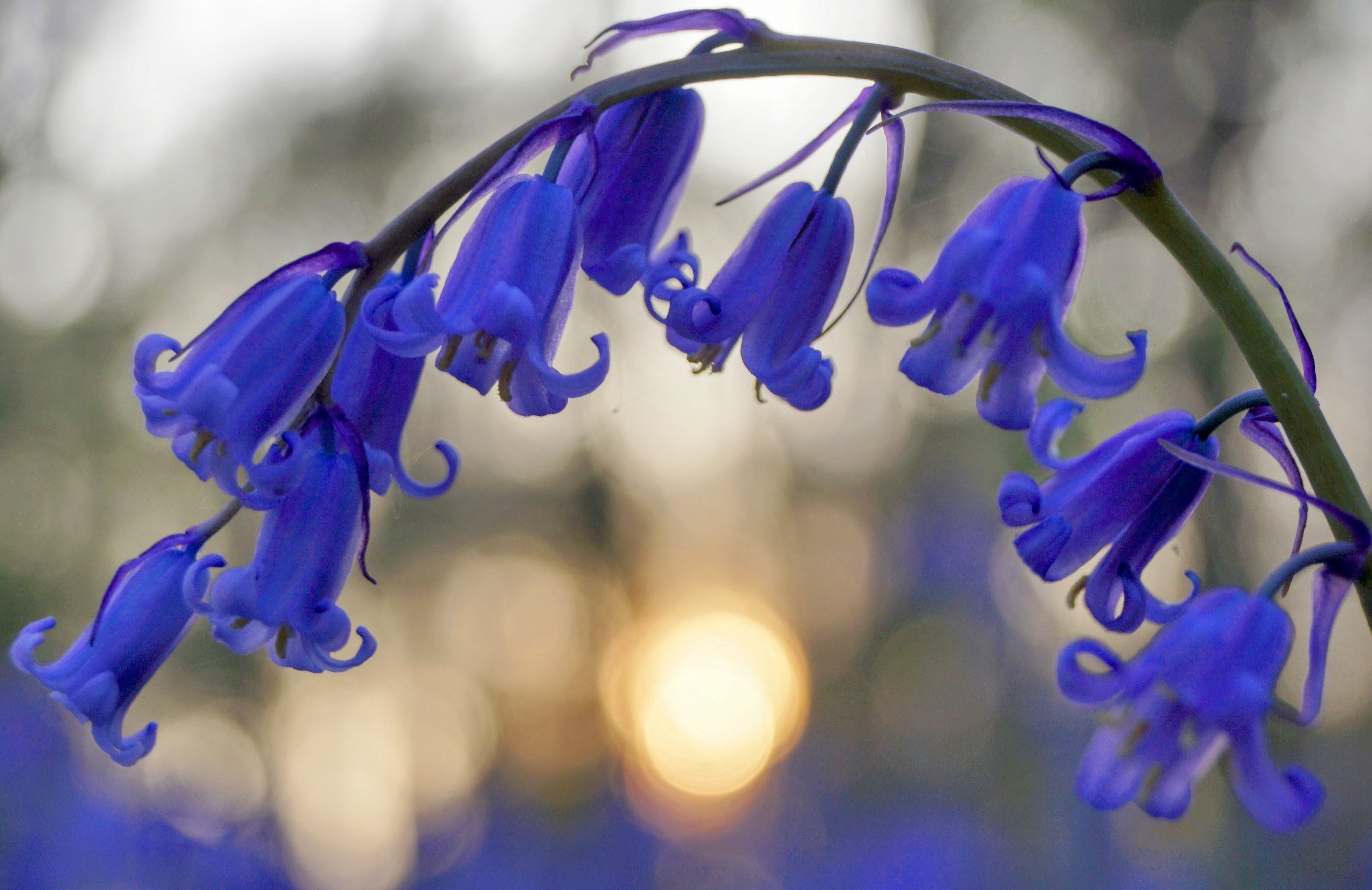 Paars vingerhoedskruid