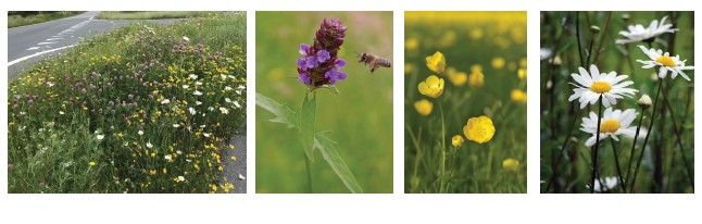 4 foto's: 1 van wilde bloemenberm, 1 van bij op paars bloemetje, 1 boterbloem en 1 madeliefje